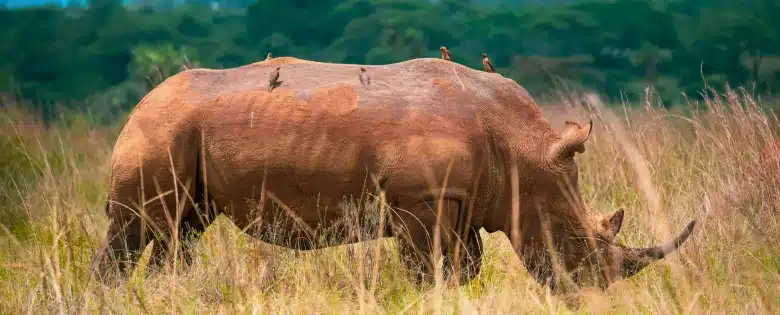 Rinoceronte en Nairobi
